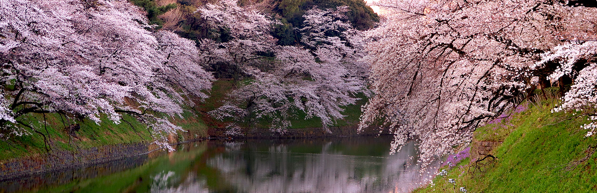 車窓から桜花見プラン