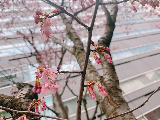 東京の桜も開花しています